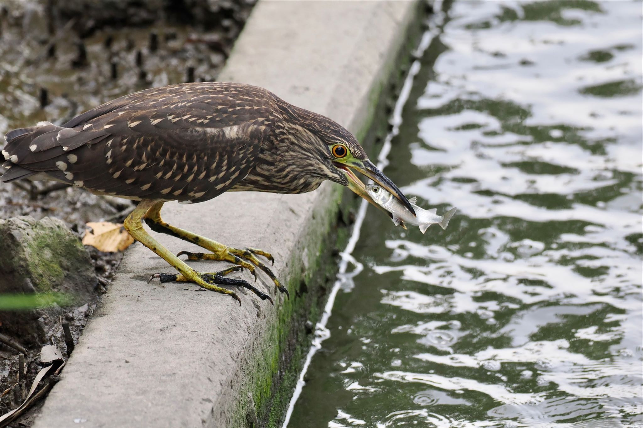 葛西臨海公園 ゴイサギの写真