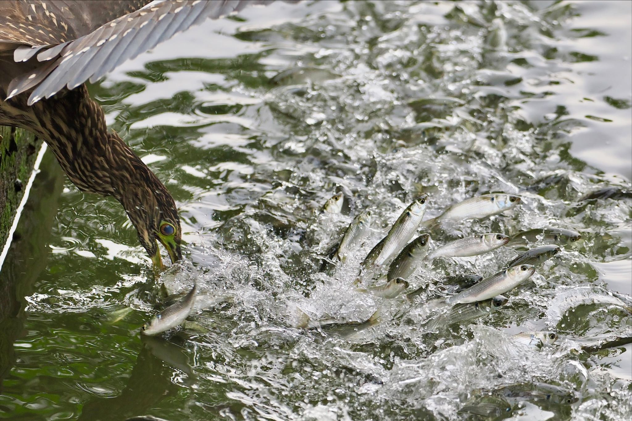 葛西臨海公園 ゴイサギの写真