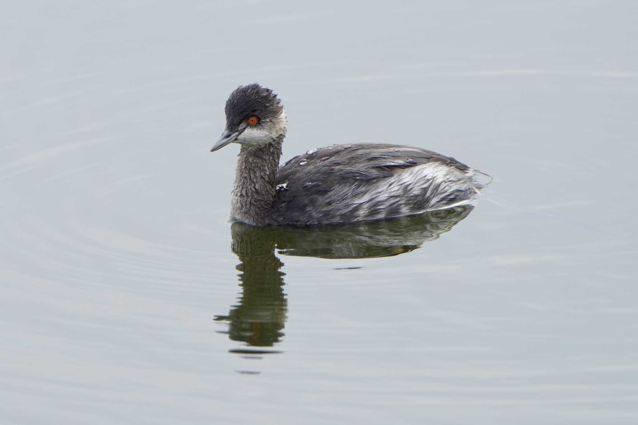 Photo of Black-necked Grebe at Watarase Yusuichi (Wetland) by ace