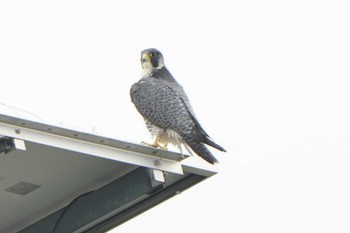 2022年10月22日(土) 渡良瀬遊水地の野鳥観察記録