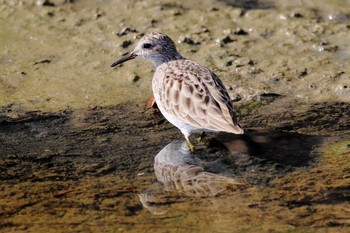 Long-toed Stint Unknown Spots Mon, 1/15/2018