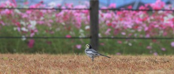 White Wagtail 橿原市藤原宮跡 Fri, 10/21/2022