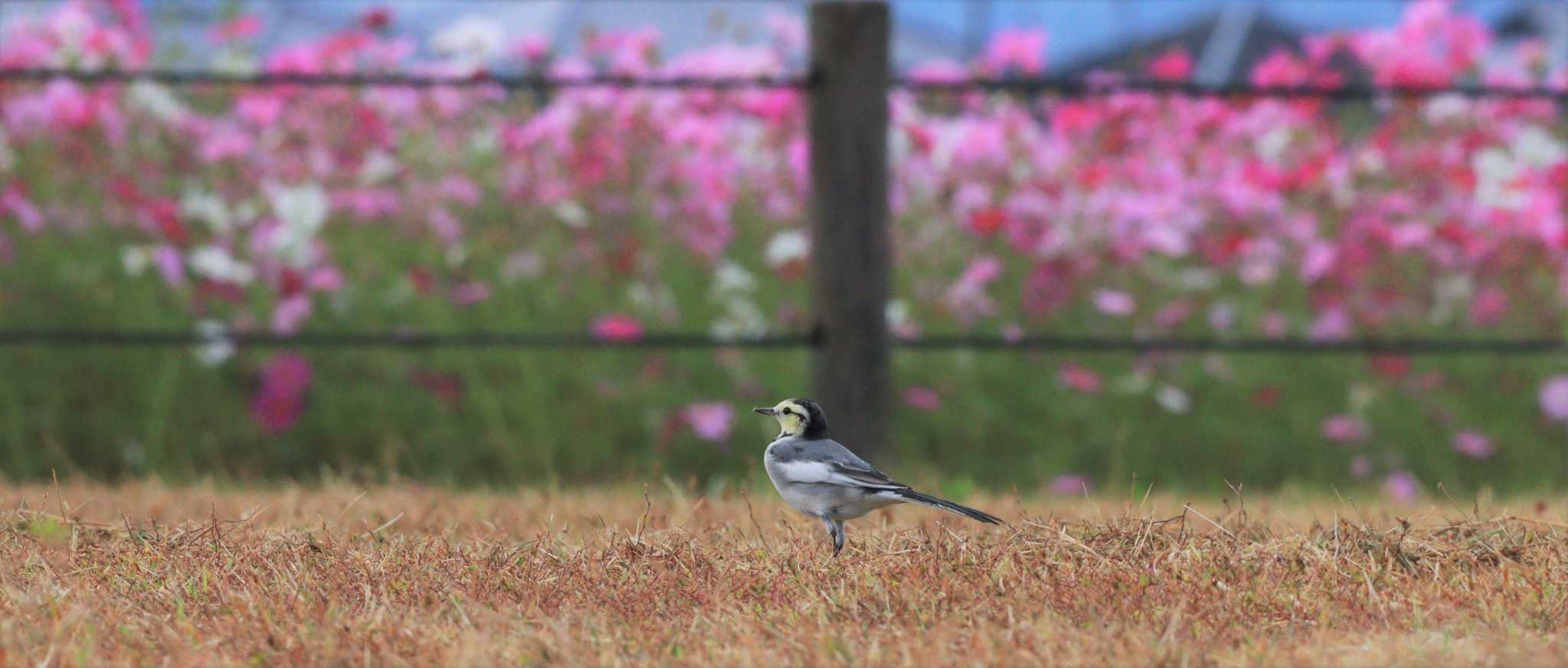 コスモス見頃です