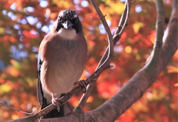 Eurasian Jay 紀伊山地 Thu, 10/20/2022