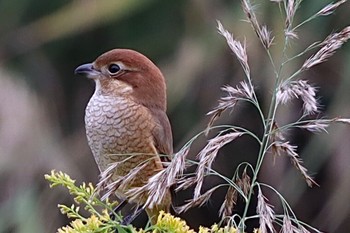 モズ 東京港野鳥公園 2022年10月22日(土)