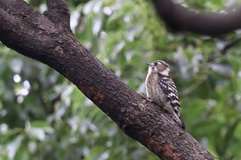 コゲラ 東京港野鳥公園 2022年10月22日(土)