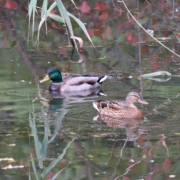 2022年10月22日(土) 東京港野鳥公園の野鳥観察記録