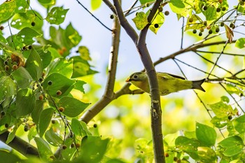 ソウシチョウ 兵庫県宝塚市 2017年9月23日(土)