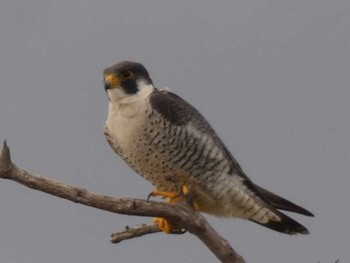 Peregrine Falcon Yoron Island Wed, 2/14/2018