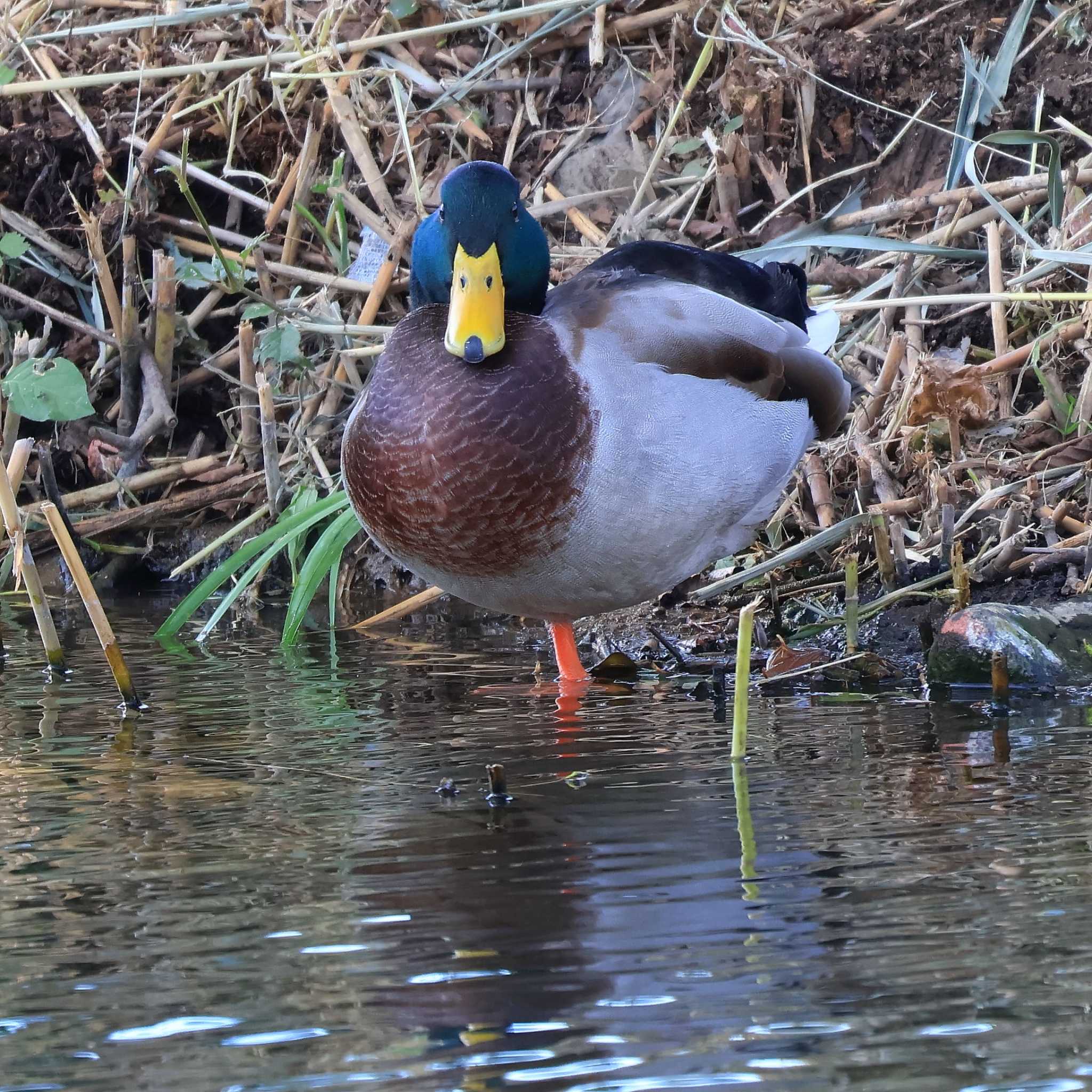 マガモ