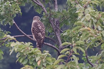 オオタカ 東京港野鳥公園 2022年10月22日(土)