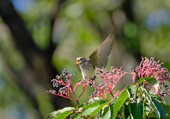 Grey-streaked Flycatcher 東京都立桜ヶ丘公園(聖蹟桜ヶ丘) Thu, 10/20/2022