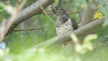 Sat, 10/22/2022 Birding report at 淀川河川公園