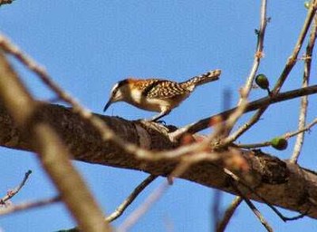 Rufous-backed Wren