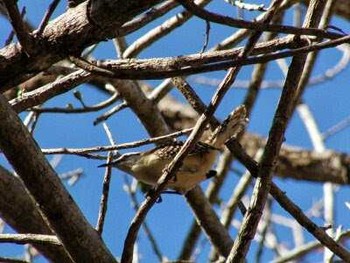 Rufous-backed Wren コスタリカ 撮影日未設定