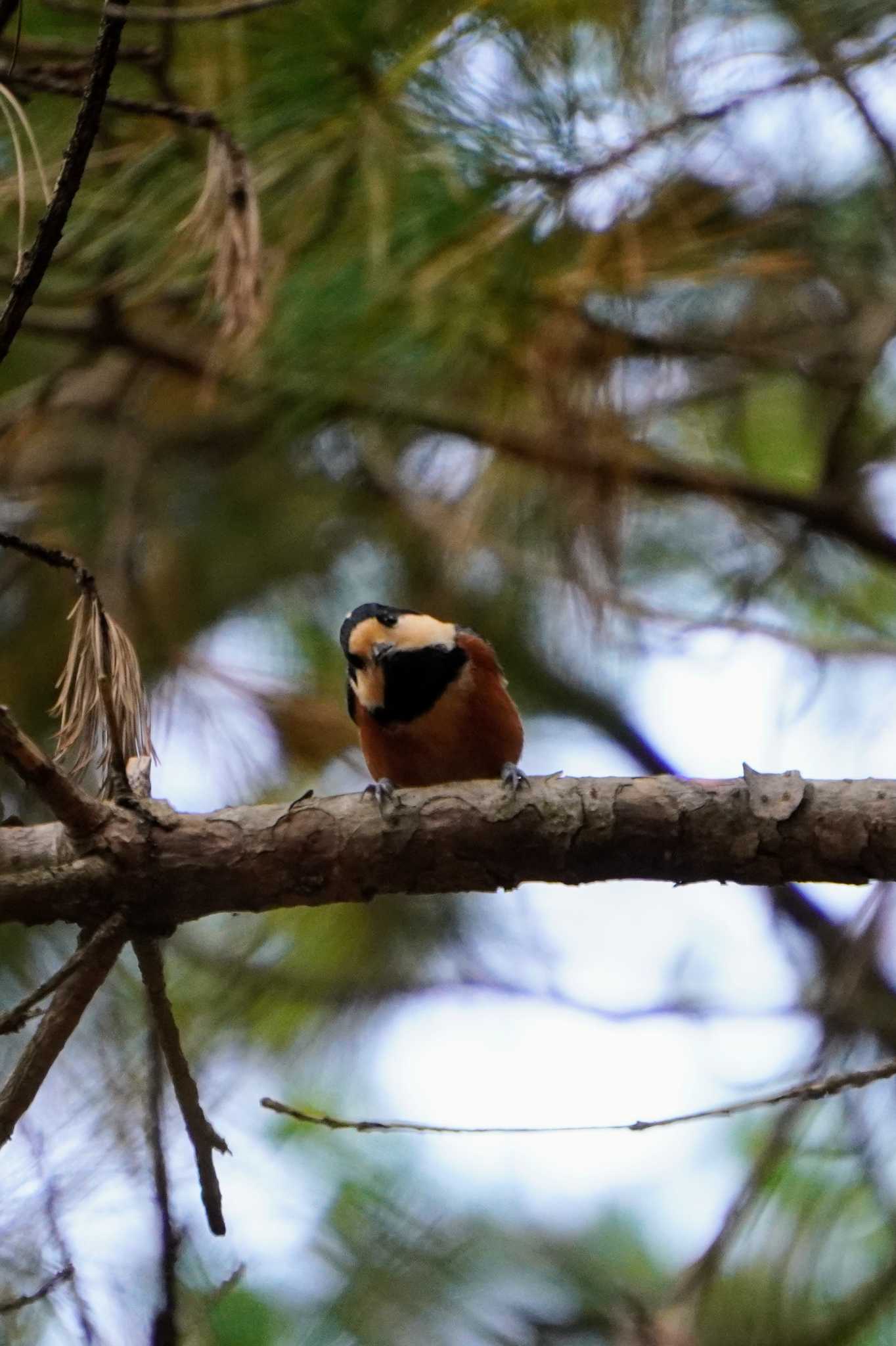 Photo of Varied Tit at Tomakomai Experimental Forest by wincastle