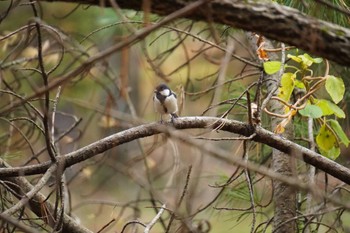 シジュウカラ 北大研究林(北海道大学苫小牧研究林) 2022年10月21日(金)