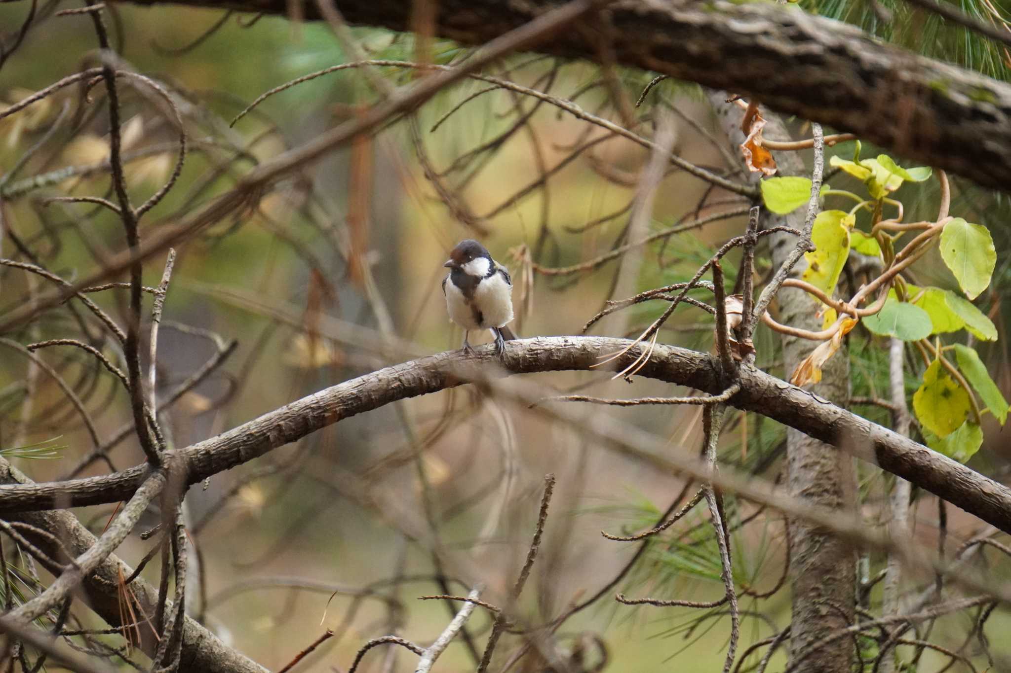 Photo of Japanese Tit at Tomakomai Experimental Forest by wincastle