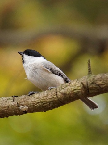 ハシブトガラ 北大研究林(北海道大学苫小牧研究林) 2022年10月21日(金)