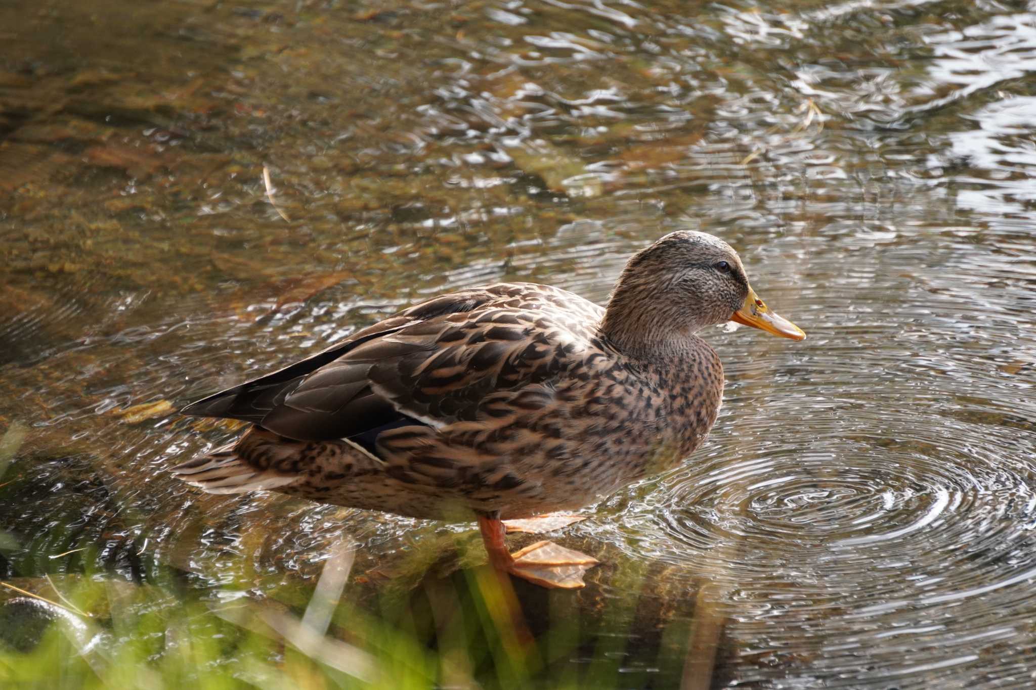 北大研究林(北海道大学苫小牧研究林) マガモの写真 by wincastle