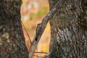 Japanese Pygmy Woodpecker(seebohmi) Tomakomai Experimental Forest Fri, 10/21/2022