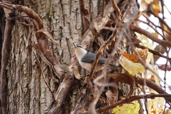 Eurasian Nuthatch Tomakomai Experimental Forest Fri, 10/21/2022