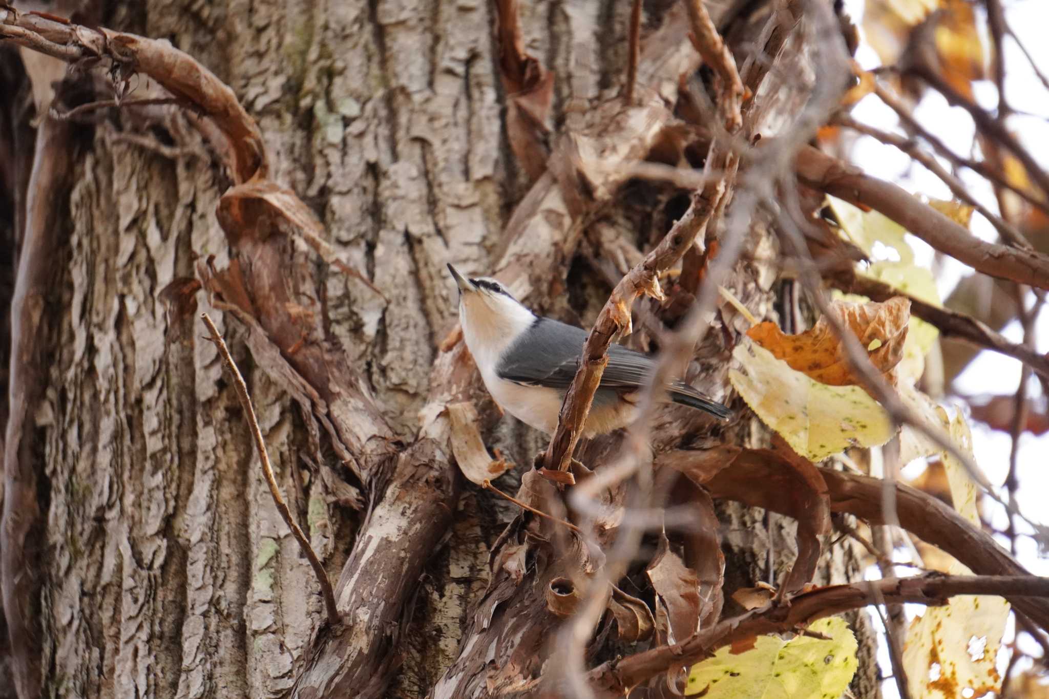 Photo of Eurasian Nuthatch at Tomakomai Experimental Forest by wincastle