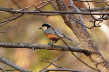 ヤマガラ 北大研究林(北海道大学苫小牧研究林) 2022年10月21日(金)