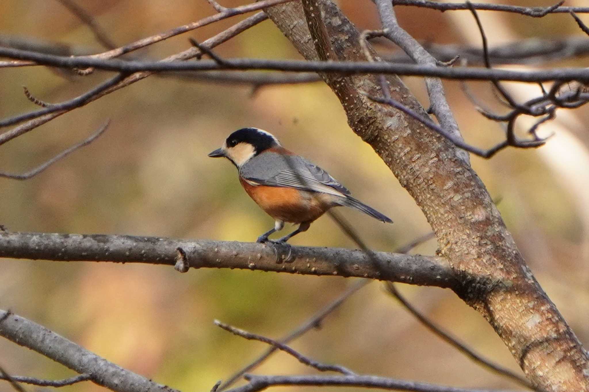 Photo of Varied Tit at Tomakomai Experimental Forest by wincastle