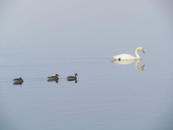 オオハクチョウ 春国岱原生野鳥公園(根室) 2022年10月16日(日)