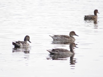 オナガガモ 春国岱原生野鳥公園(根室) 2022年10月16日(日)