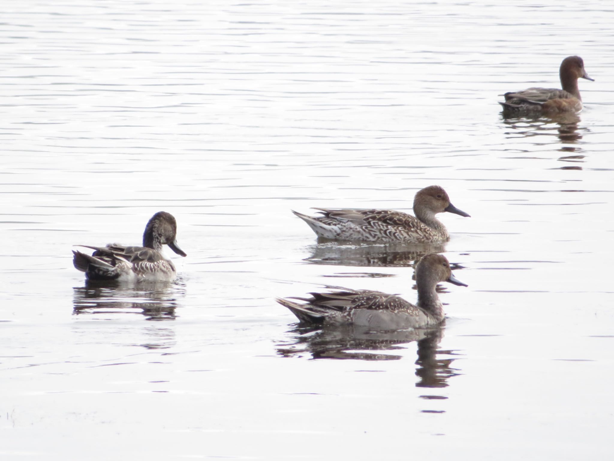 春国岱原生野鳥公園(根室) オナガガモの写真 by ユウ@道民