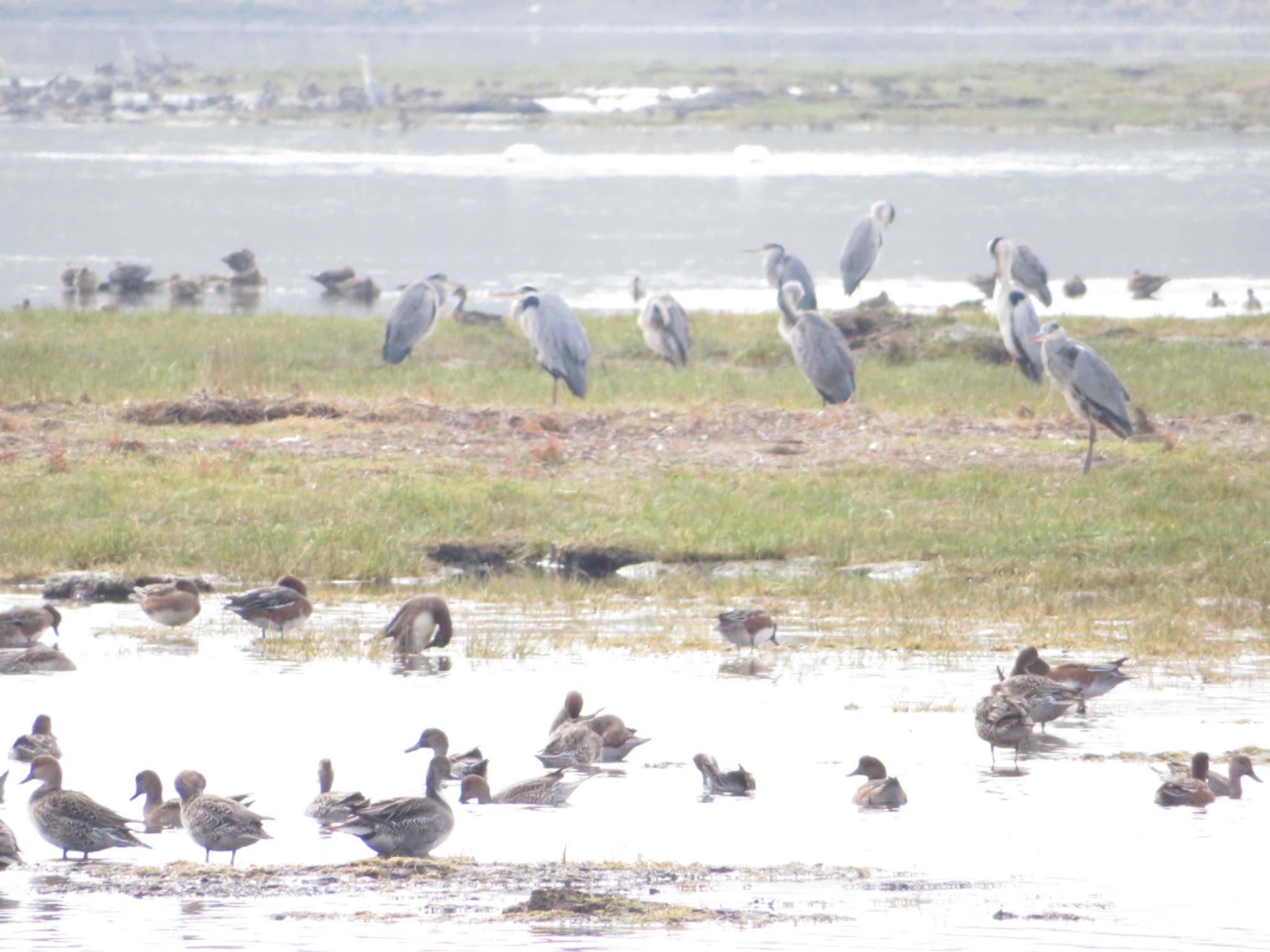 春国岱原生野鳥公園(根室) アオサギの写真 by ユウ@道民