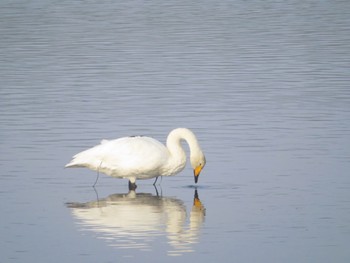 2022年10月16日(日) 春国岱原生野鳥公園(根室)の野鳥観察記録