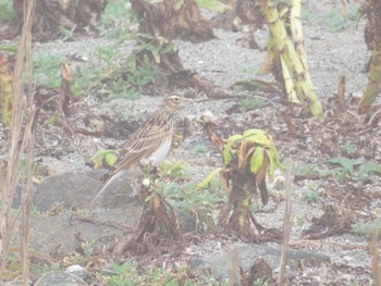 タヒバリ 春国岱原生野鳥公園(根室) 2022年10月16日(日)