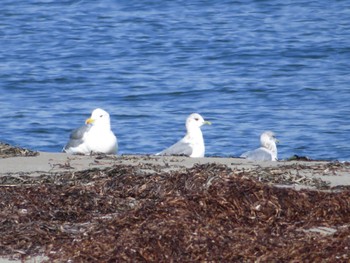 オオセグロカモメ 春国岱原生野鳥公園(根室) 2022年10月16日(日)