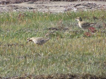 未同定 春国岱原生野鳥公園(根室) 2022年10月16日(日)