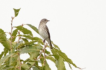 Grey-streaked Flycatcher Mizumoto Park Sat, 10/22/2022