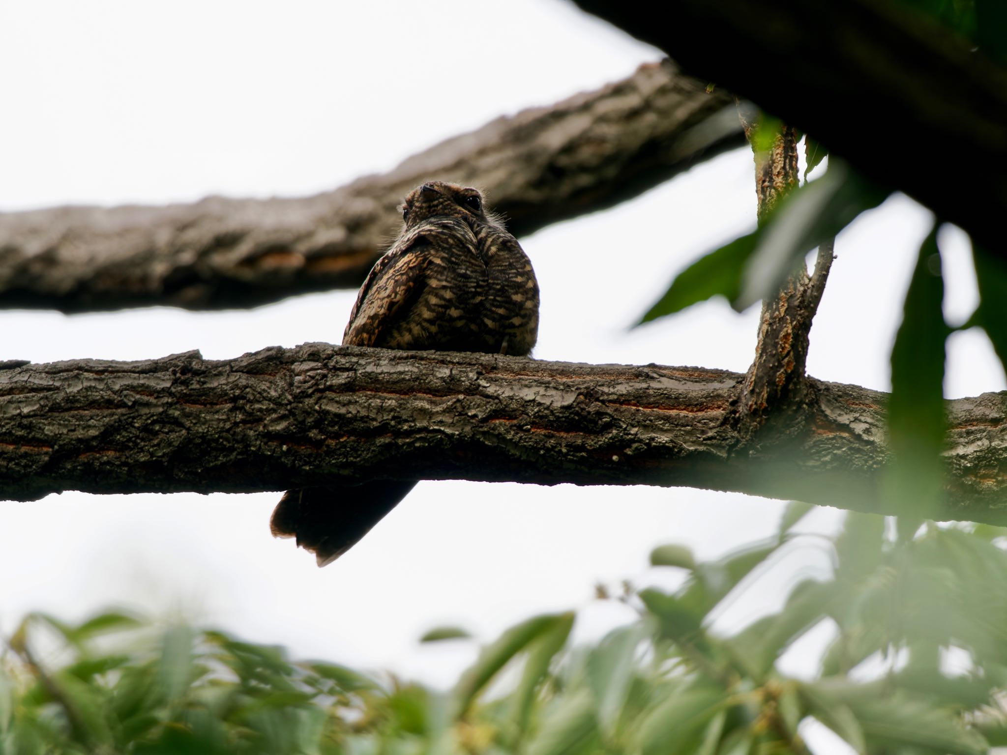 Photo of Grey Nightjar at Osaka Tsurumi Ryokuchi by speedgame