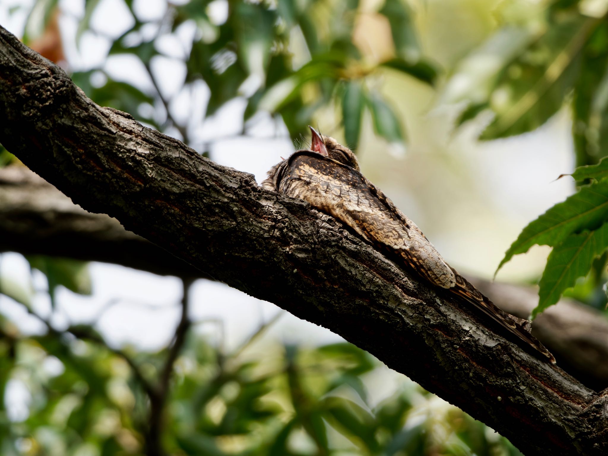 Photo of Grey Nightjar at Osaka Tsurumi Ryokuchi by speedgame