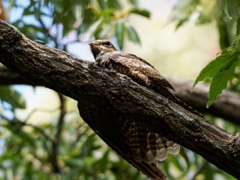 Grey Nightjar Osaka Tsurumi Ryokuchi Sat, 10/22/2022