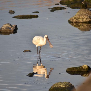 Black-faced Spoonbill 須崎調整池 Sat, 10/22/2022