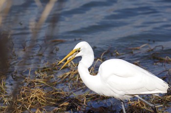 チュウダイサギ 昆陽池公園 2018年1月29日(月)