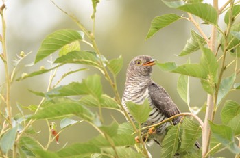 Common Cuckoo Mizumoto Park Sat, 10/22/2022