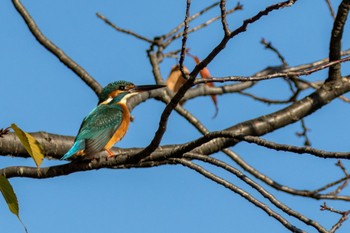 Common Kingfisher 多摩市 Sun, 10/23/2022