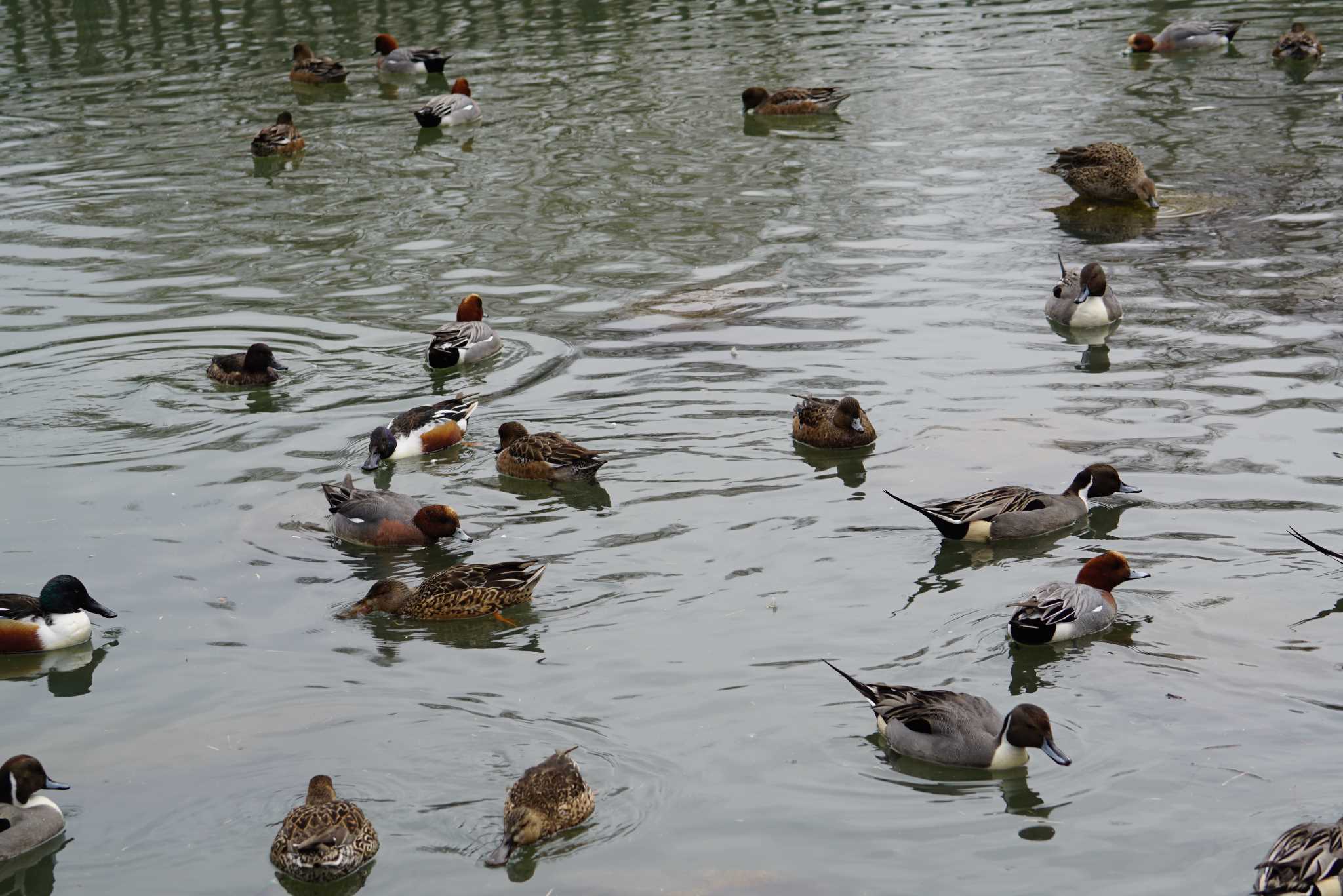 昆陽池公園 オナガガモの写真 by マル