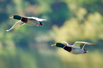 Mallard 京都市宝ヶ池公園 Sun, 10/23/2022