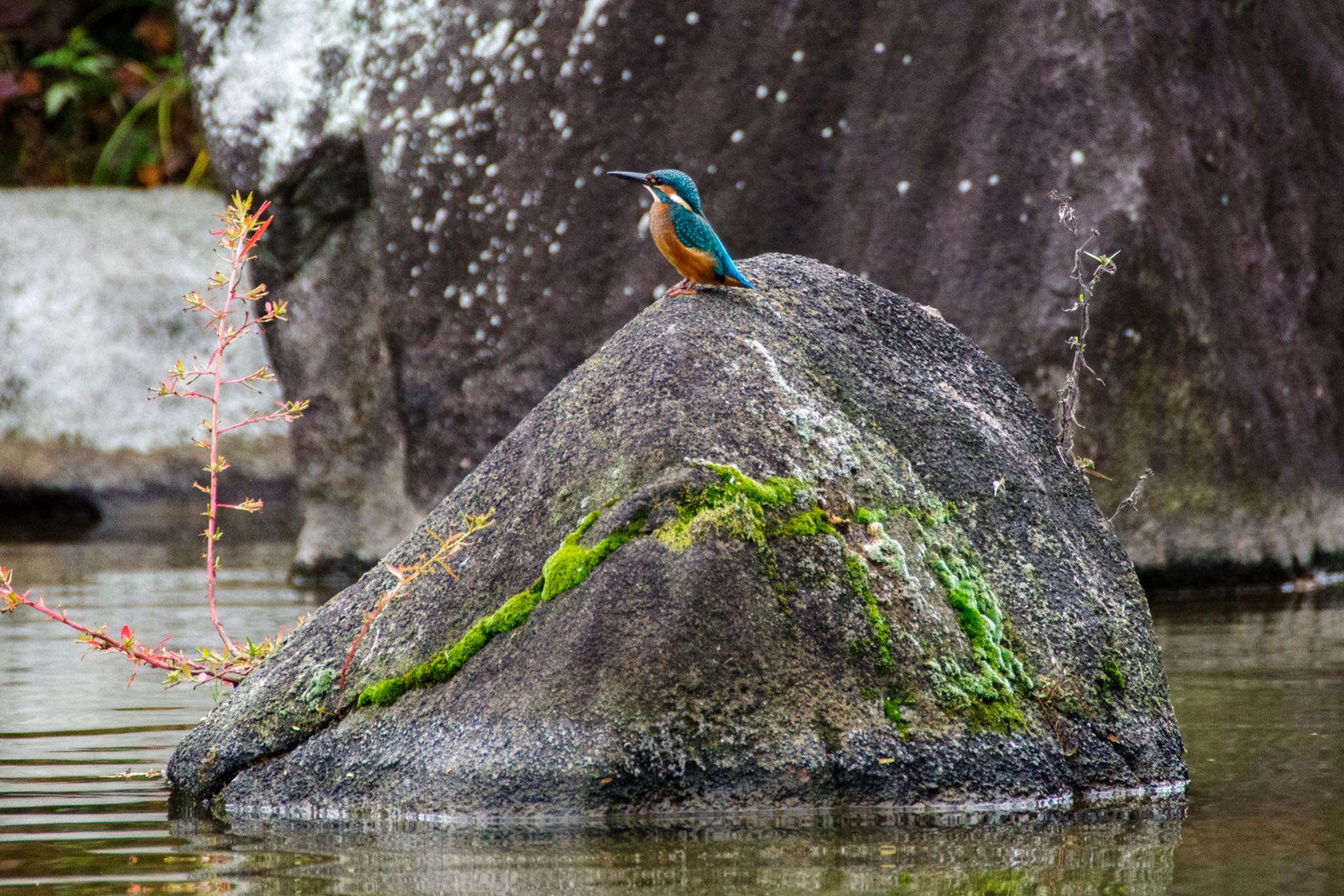 檜町公園(東京ミッドタウン) カワセミの写真 by Marco Birds