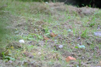 ホオジロ 生駒山麓公園 2022年10月23日(日)