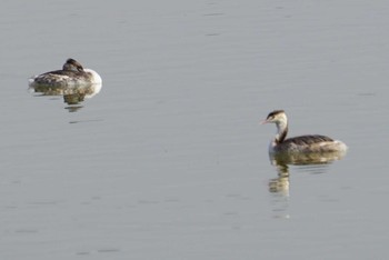 Great Crested Grebe Koyaike Park Thu, 2/15/2018